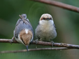 _MG_6288 Brown-headed Nuthatch.jpg