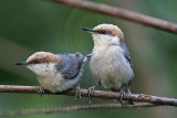 _MG_6289 Brown-headed Nuthatch.jpg