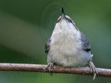 _MG_6300 Brown-headed Nuthatch.jpg