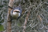 _MG_6307 Brown-headed Nuthatch.jpg