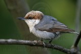 _MG_6367 Brown-headed Nuthatch.jpg