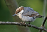 _MG_6374 Brown-headed Nuthatch.jpg