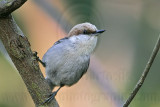 _MG_6439 Brown-headed Nuthatch.jpg