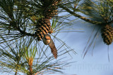 _MG_6474 Brown-headed Nuthatch.jpg