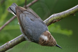 _MG_6479 Brown-headed Nuthatch.jpg