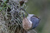 _MG_6491 Brown-headed Nuthatch.jpg