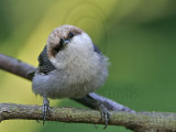 _MG_6531 Brown-headed Nuthatch.jpg
