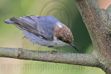 _MG_6596 Brown-headed Nuthatch.jpg