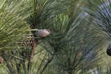 _MG_6638 Brown-headed Nuthatch.jpg