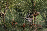 _MG_6648 Brown-headed Nuthatch.jpg