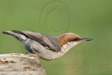 _MG_6713 Brown-headed Nuthatch.jpg