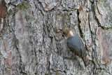 _MG_6724 Brown-headed Nuthatch.jpg