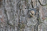 _MG_6726 Brown-headed Nuthatch.jpg