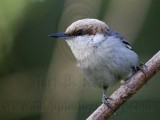 _MG_6794 Brown-headed Nuthatch.jpg