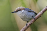 _MG_6804 Brown-headed Nuthatch.jpg