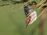 _MG_6833 Brown-headed Nuthatch.jpg