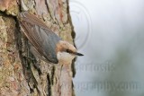_MG_6874 Brown-headed Nuthatch.jpg