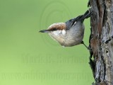 _MG_6884 Brown-headed Nuthatch.jpg