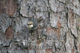 _MG_6913 Brown-headed Nuthatch.jpg