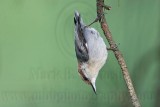 _MG_6967 Brown-headed Nuthatch.jpg