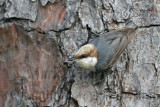 _MG_6989 Brown-headed Nuthatch.jpg