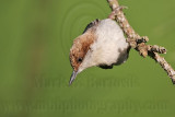 _MG_7040 Brown-headed Nuthatch.jpg