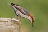 _MG_7051 Brown-headed Nuthatch.jpg