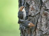 _MG_7055 Brown-headed Nuthatch.jpg