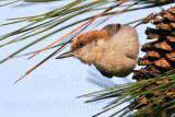 _MG_7102 Brown-headed Nuthatch.jpg