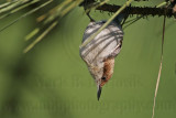 _MG_7146 Brown-headed Nuthatch.jpg