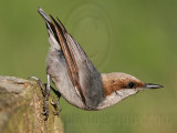 _MG_7188 Brown-headed Nuthatch.jpg