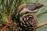 _MG_7190 Brown-headed Nuthatch.jpg