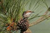 _MG_7192 Brown-headed Nuthatch.jpg