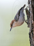 _MG_7223 Brown-headed Nuthatch.jpg