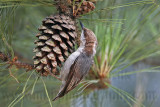 _MG_7336 Brown-headed Nuthatch.jpg