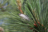 _MG_7362 Brown-headed Nuthatch.jpg