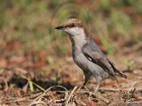 _MG_7444 Brown-headed Nuthatch.jpg