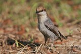 _MG_7445 Brown-headed Nuthatch.jpg