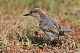 _MG_7451 Brown-headed Nuthatch.jpg