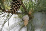 _MG_7461 Brown-headed Nuthatch.jpg