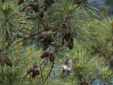 _MG_7486 Brown-headed Nuthatch.jpg