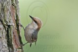 _MG_7596 Brown-headed Nuthatch.jpg