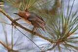_MG_7640 Brown-headed Nuthatch.jpg