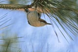 _MG_7662 Brown-headed Nuthatch.jpg