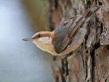 _MG_7682 Brown-headed Nuthatch.jpg