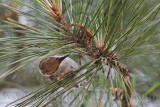 _MG_7764 Brown-headed Nuthatch.jpg