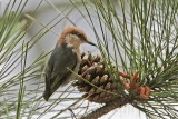 _MG_7772 Brown-headed Nuthatch.jpg