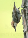 _MG_7837 Brown-headed Nuthatch.jpg