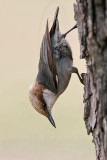 _MG_7848 Brown-headed Nuthatch.jpg