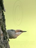 _MG_7875 Brown-headed Nuthatch.jpg